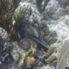 riff-tauchen-korallen