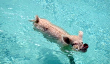 Schwimmende Schweine auf den Bahamas